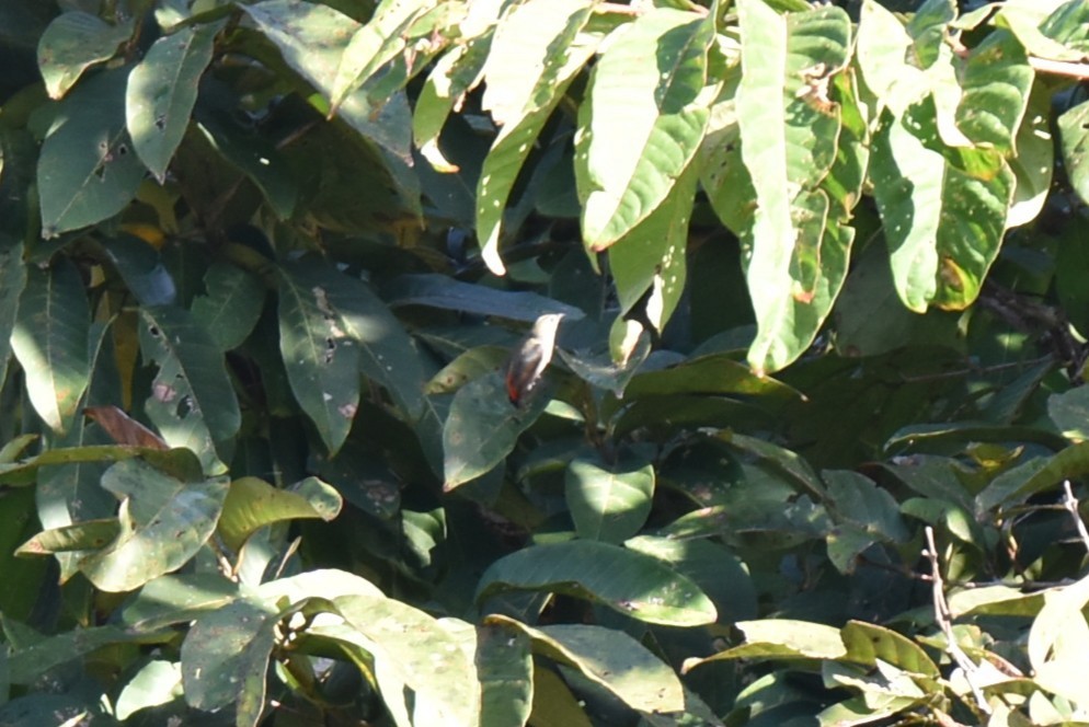 Scarlet-backed Flowerpecker - ML647084287