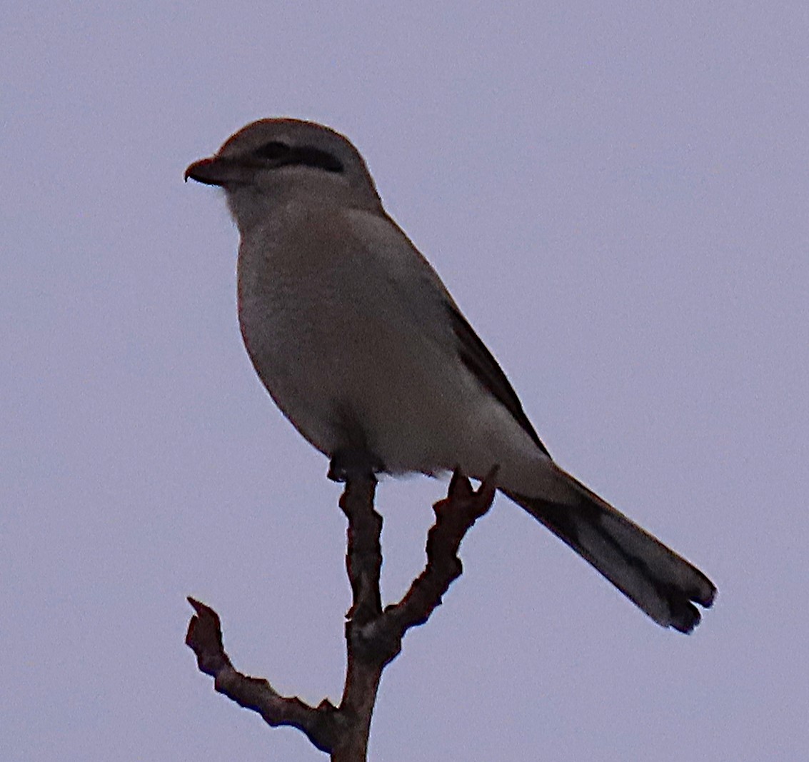 Northern Shrike - ML647084290