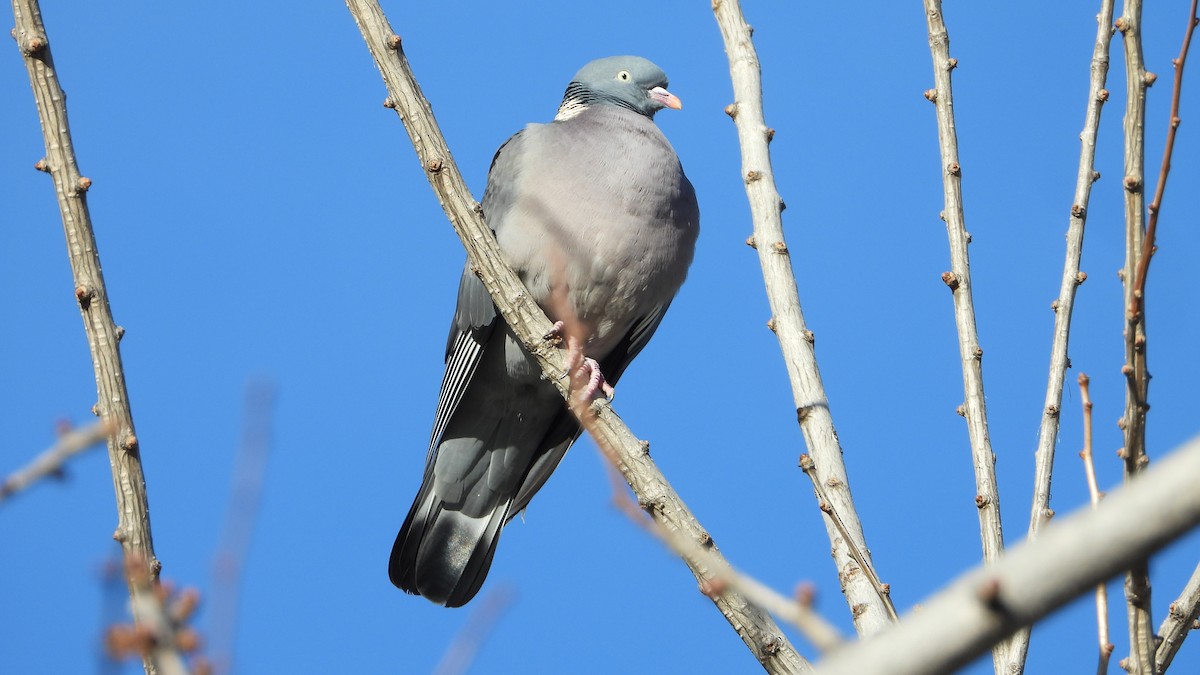 Common Wood-Pigeon - ML647084291