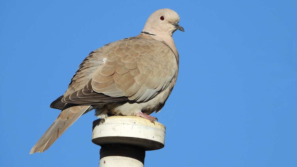 תור צווארון - ML647084293