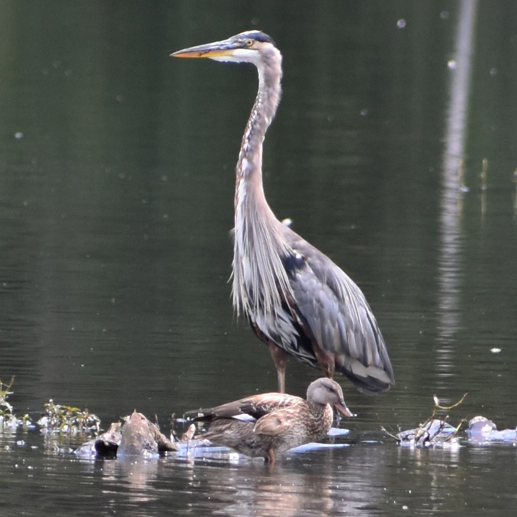 Gadwall - ML647084294