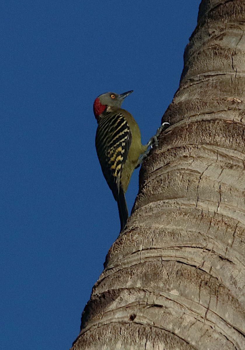 Hispaniolan Woodpecker - ML647084295