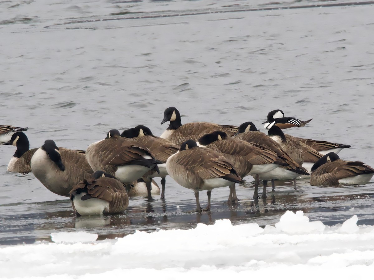 מרגון מקושט - ML647084296