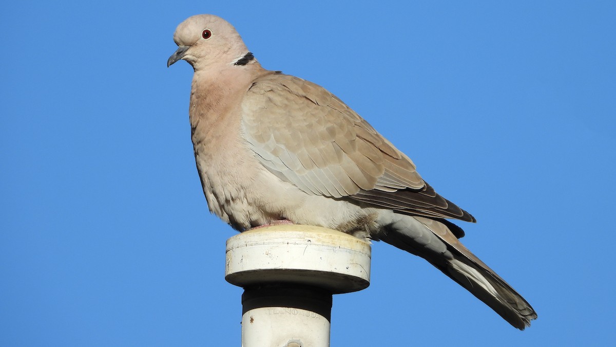 תור צווארון - ML647084297