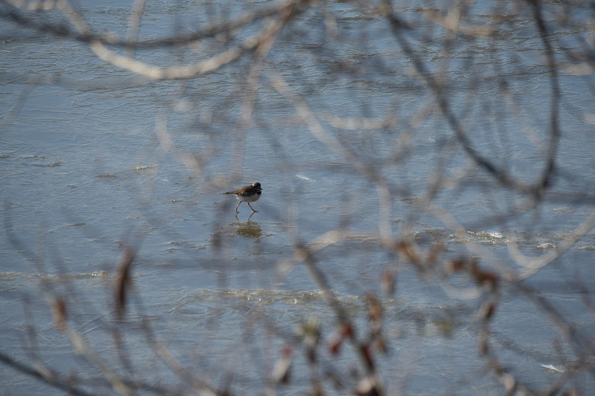 フタオビチドリ - ML647084299