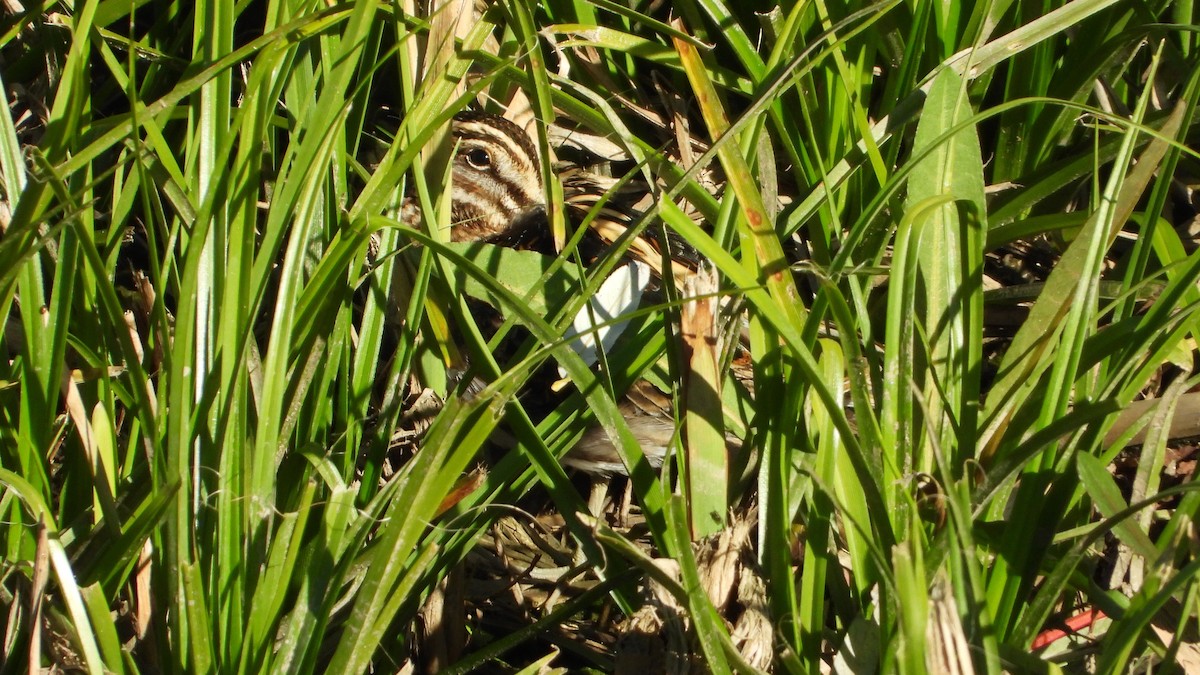 Jack Snipe - ML647084305