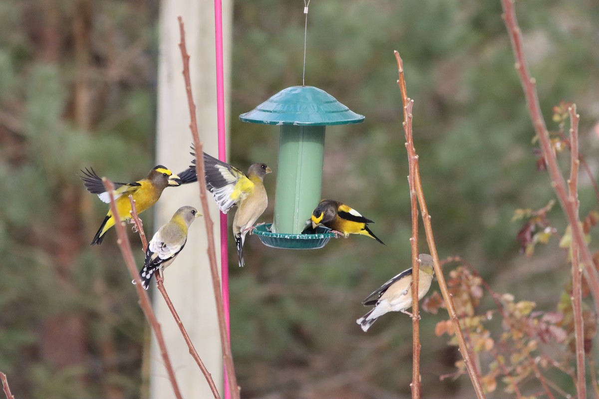 Evening Grosbeak - ML647084306