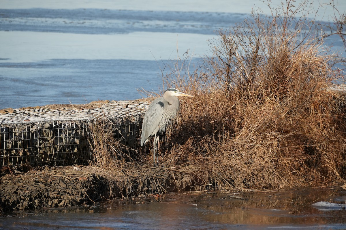 オオアオサギ - ML647084308