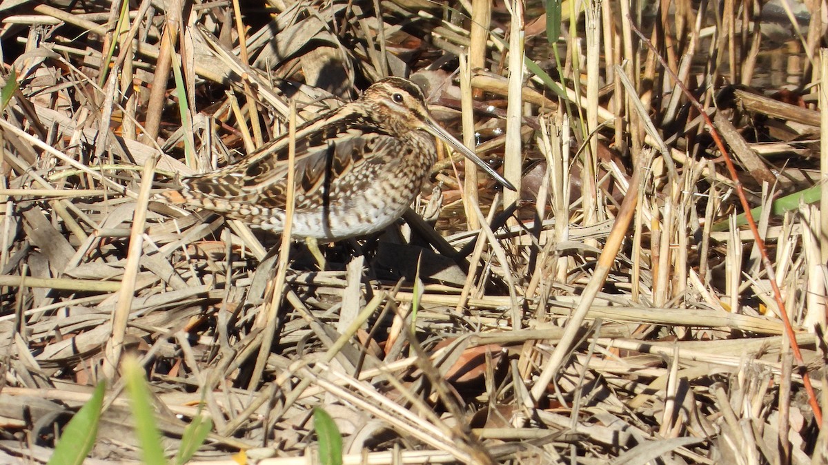חרטומית ביצות - ML647084310