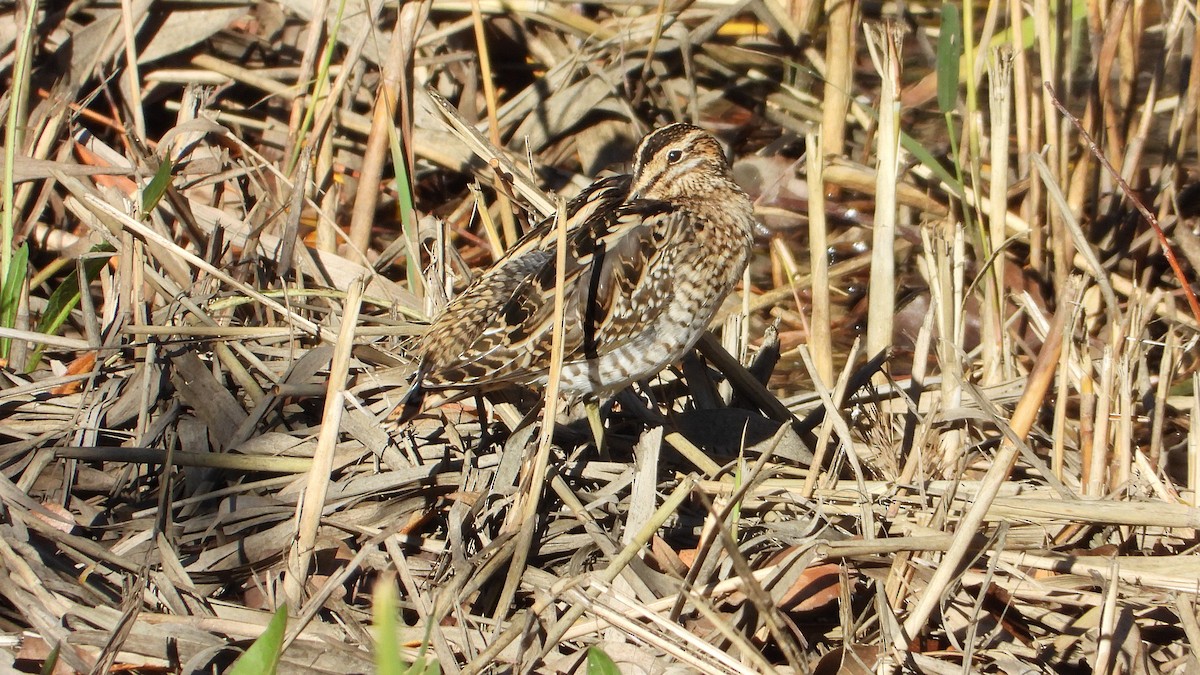 חרטומית ביצות - ML647084311