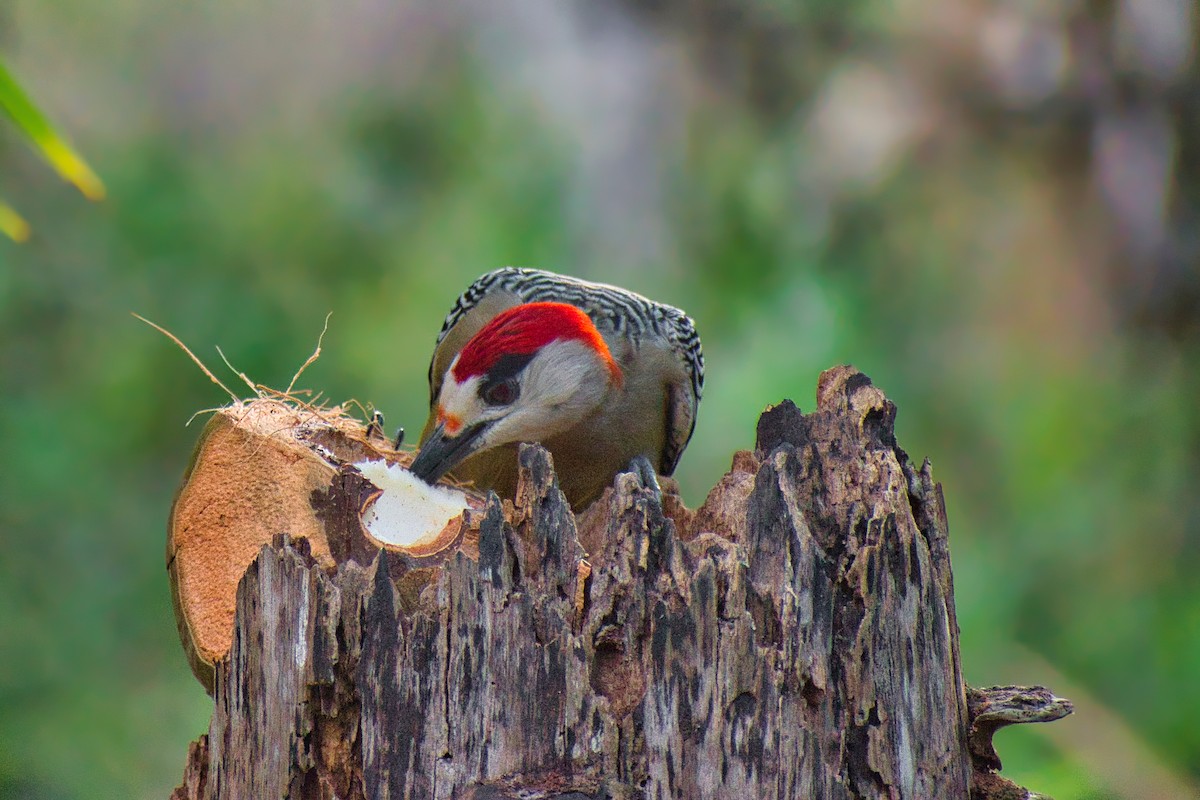 West Indian Woodpecker - ML647084314
