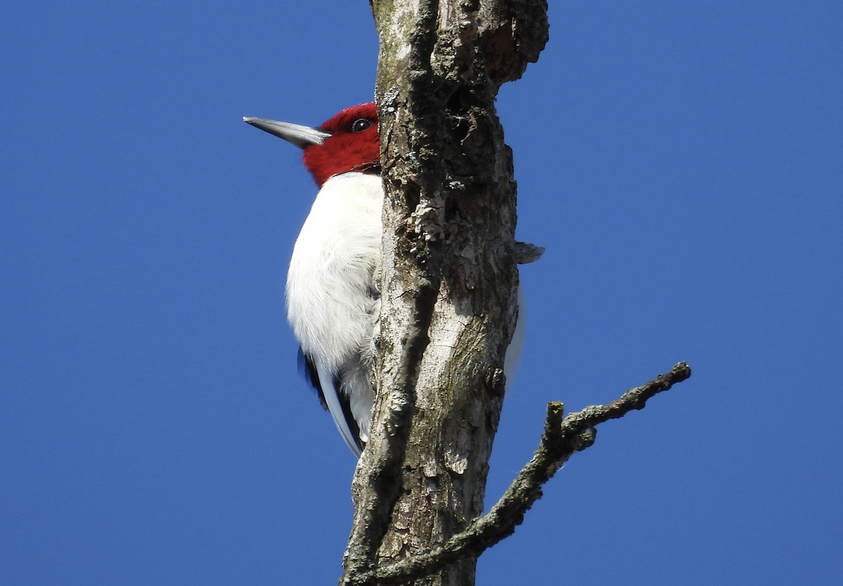 rødhodespett - ML647084317