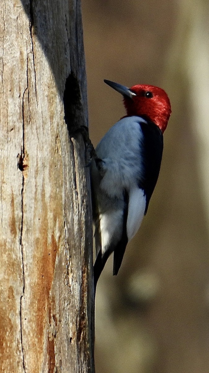 rødhodespett - ML647084319