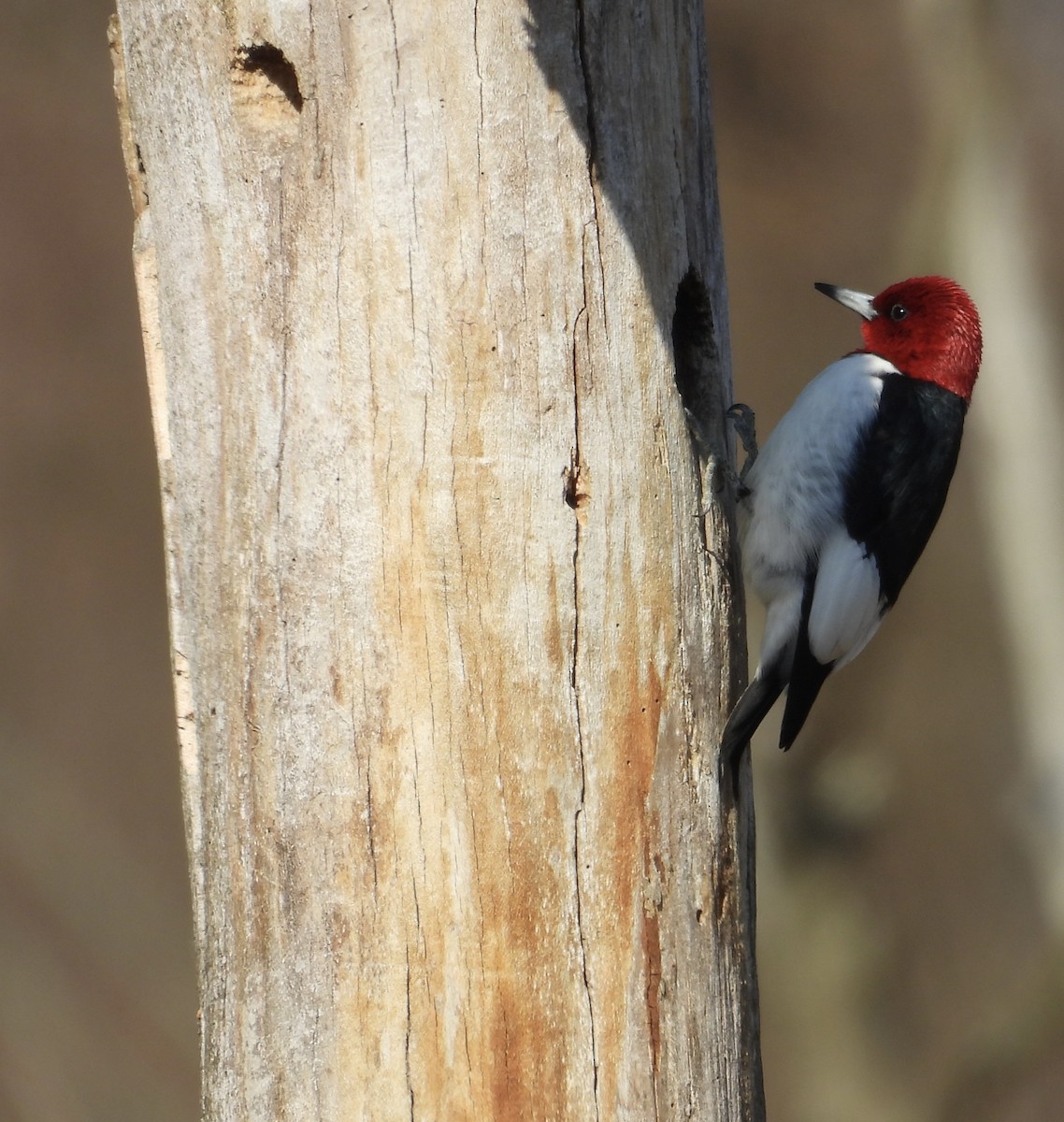 rødhodespett - ML647084320