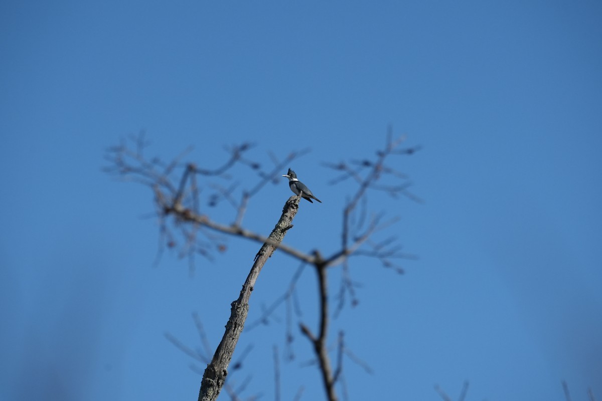 アメリカヤマセミ - ML647084331