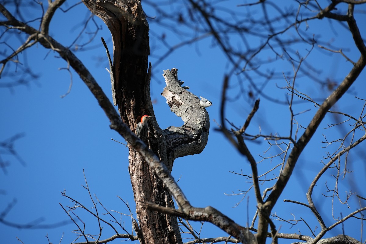 シマセゲラ - ML647084336