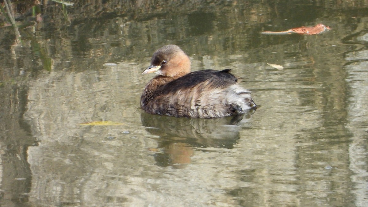 Little Grebe - ML647084339