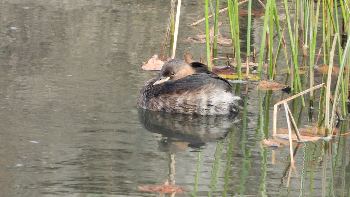 Little Grebe - ML647084340