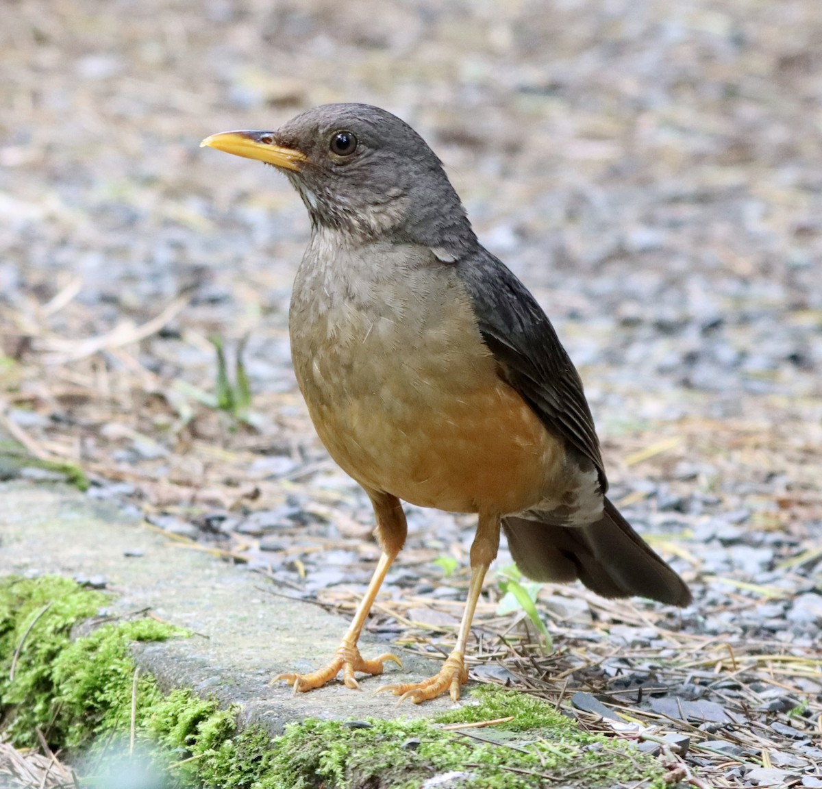 Olive Thrush - ML647084343