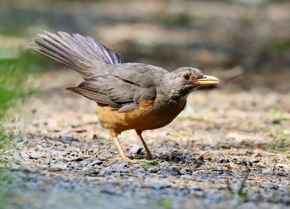 Olive Thrush - ML647084344