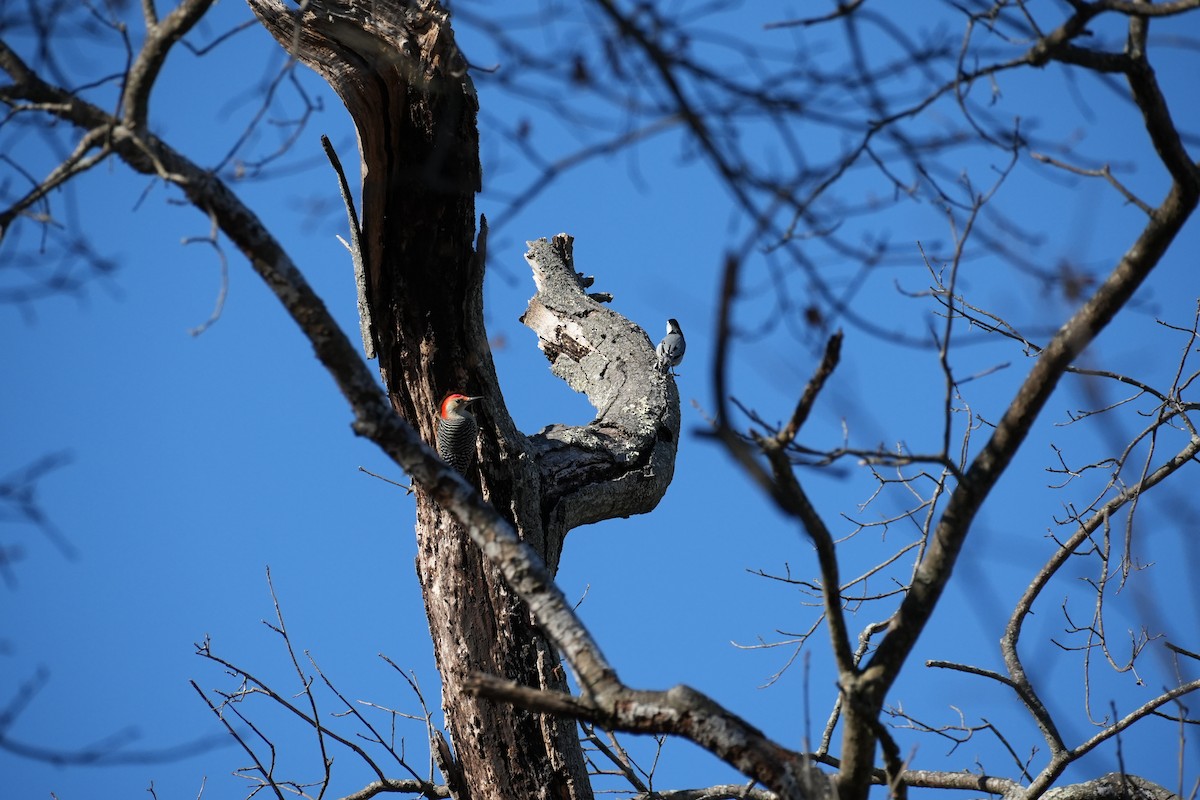ムナジロゴジュウカラ - ML647084349