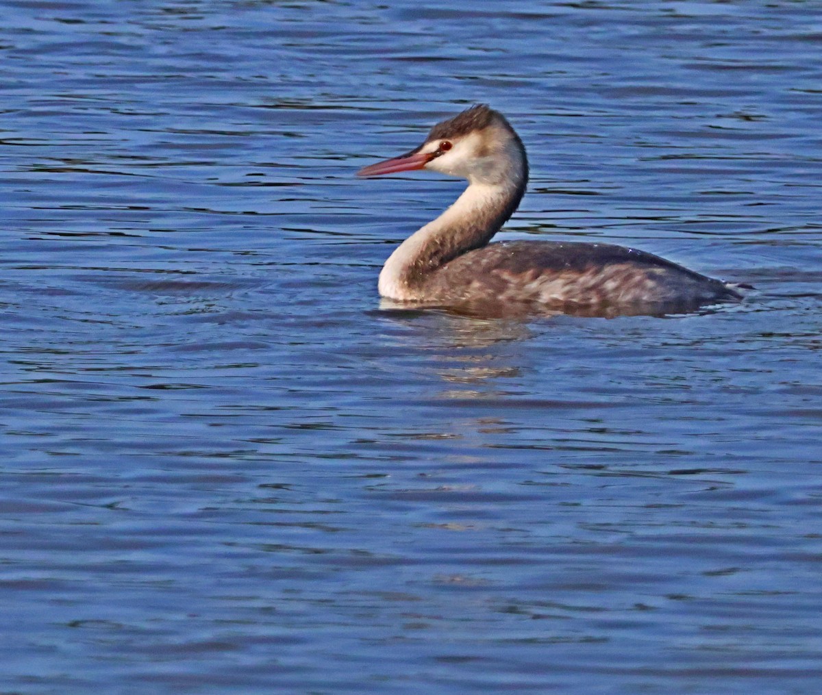 potápka roháč - ML647084351