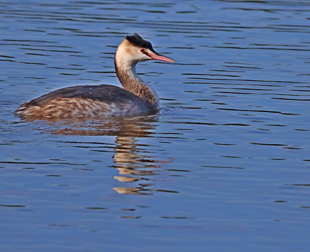 potápka roháč - ML647084352