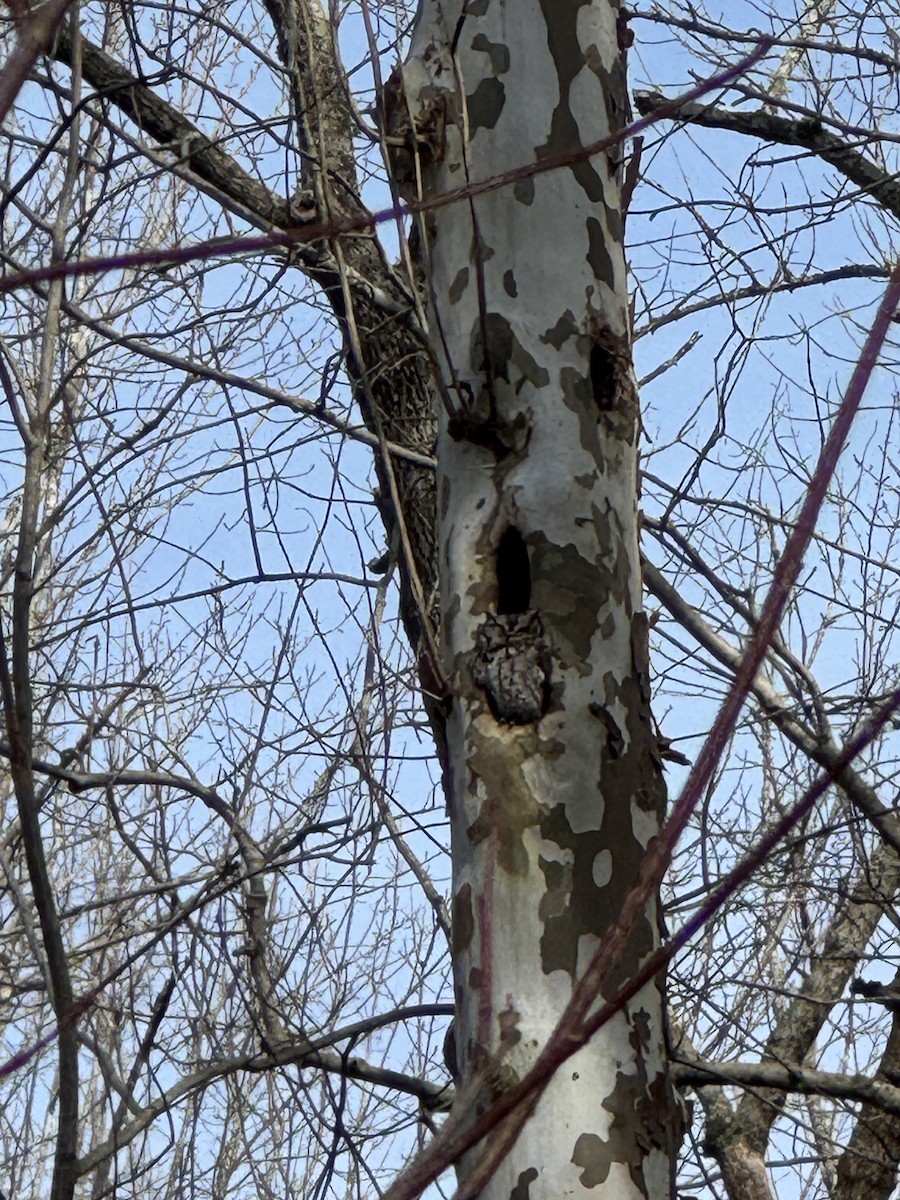 ヒガシアメリカオオコノハズク - ML647084359