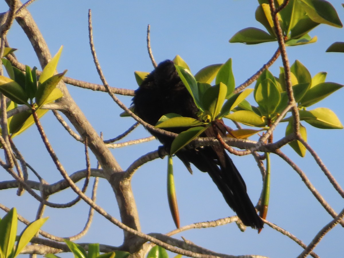 glattnebbani - ML647084360