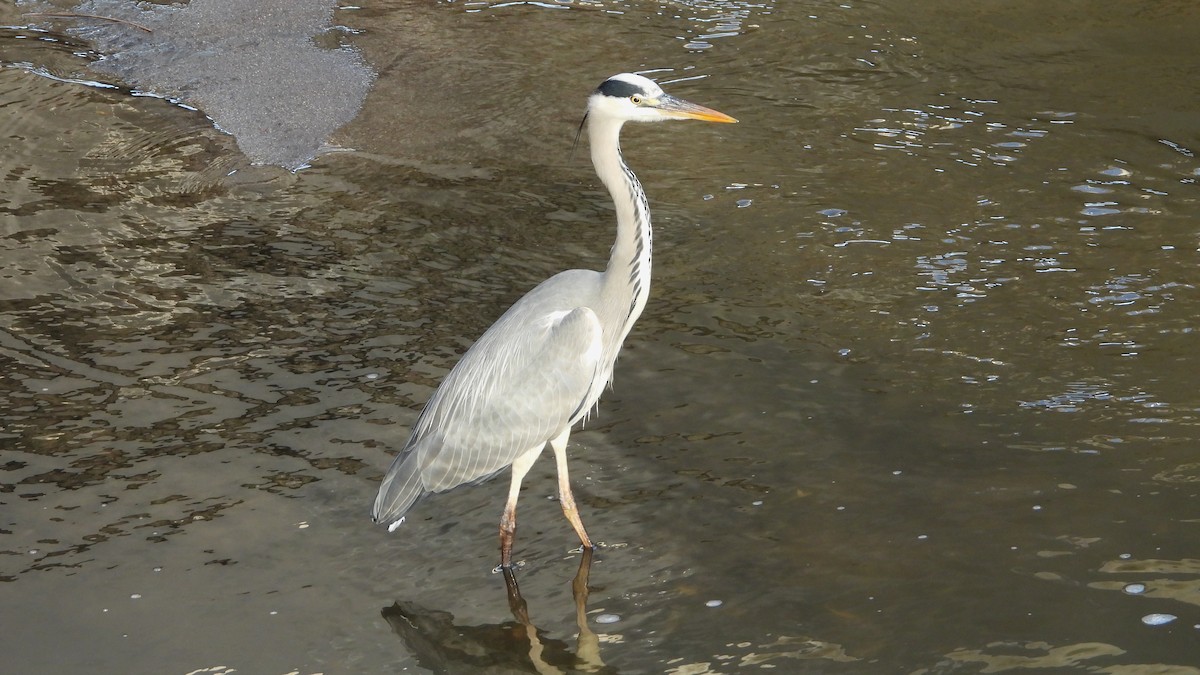 gråhegre - ML647084362