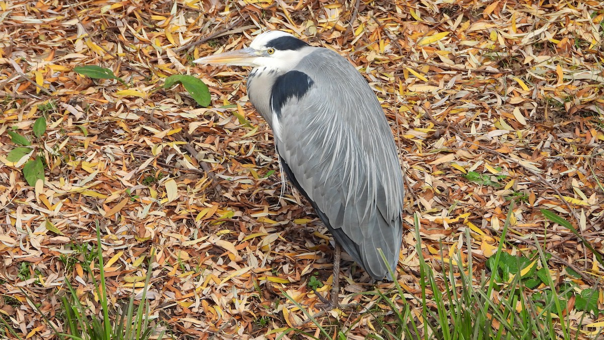 gråhegre - ML647084363