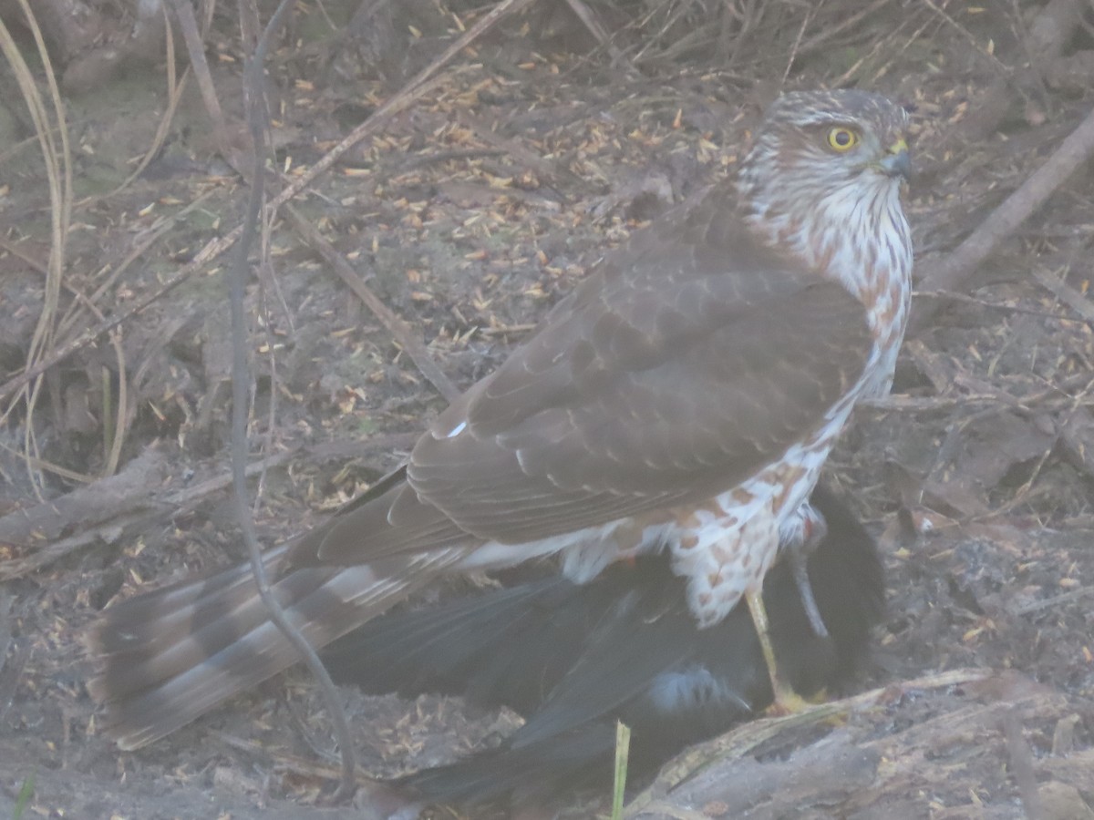 parulahauk - ML647084364