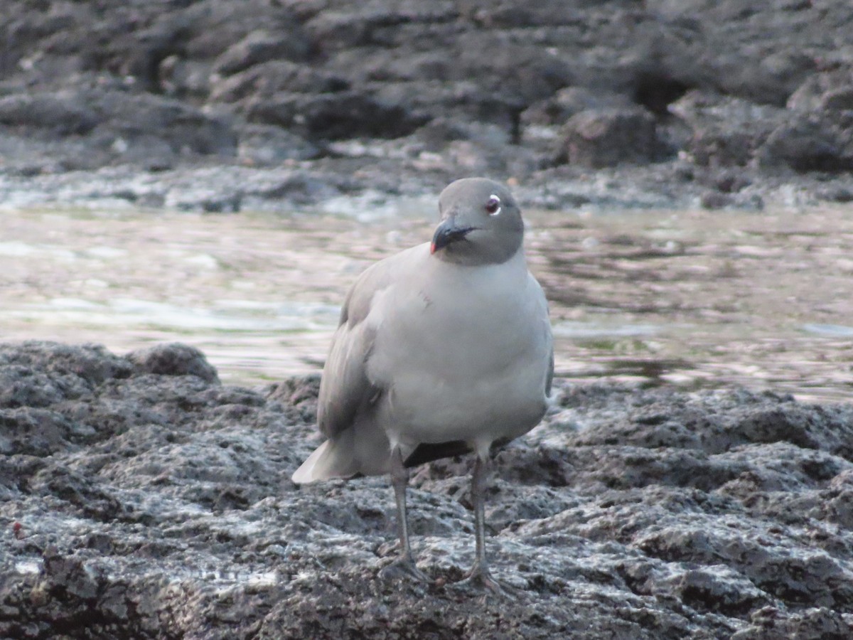 lavamåke - ML647084365