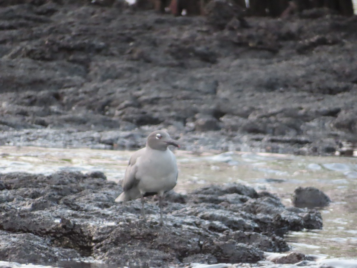 lavamåke - ML647084366