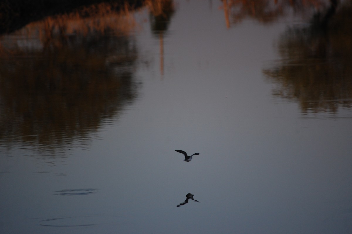 strandsnipe - ML647084368