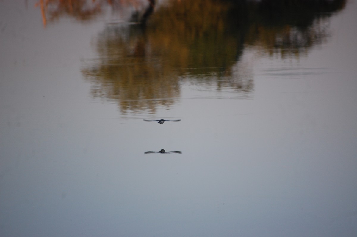 strandsnipe - ML647084369