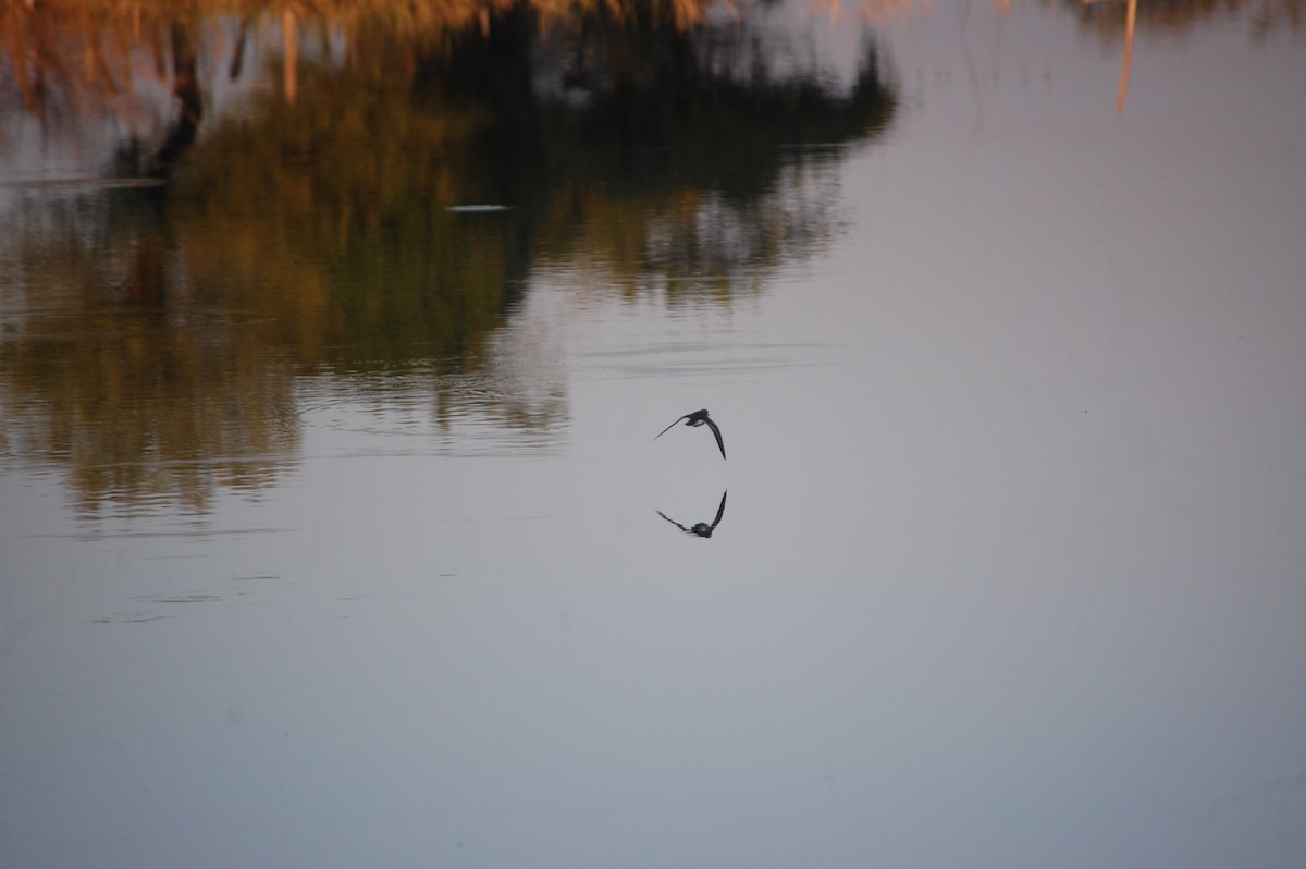 strandsnipe - ML647084370