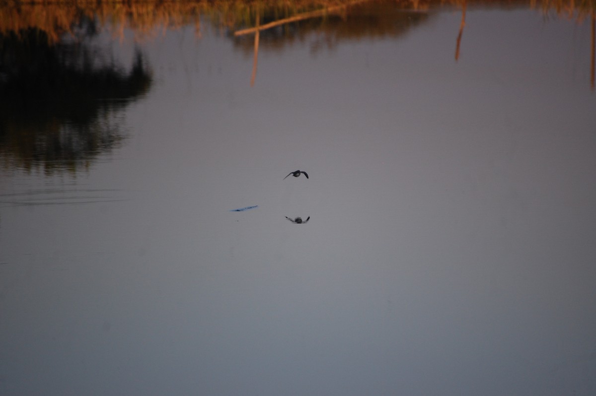 strandsnipe - ML647084371