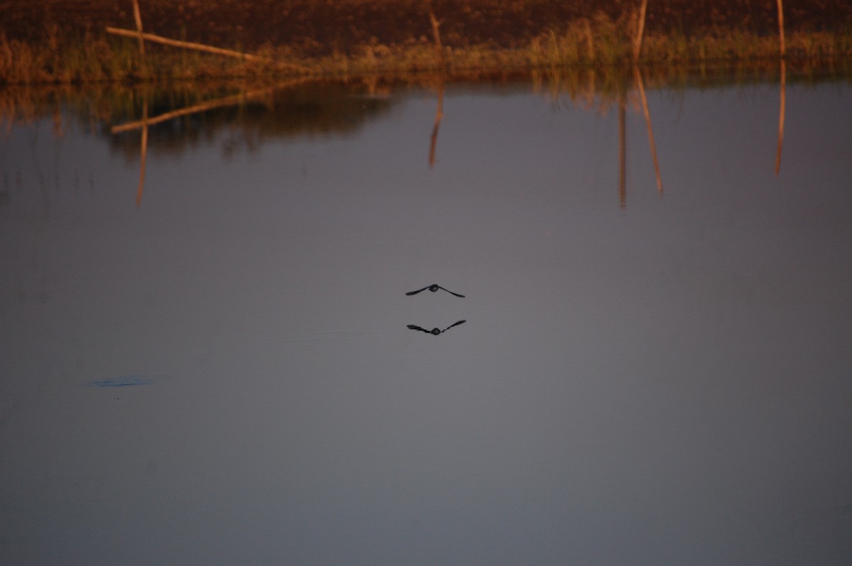 strandsnipe - ML647084372