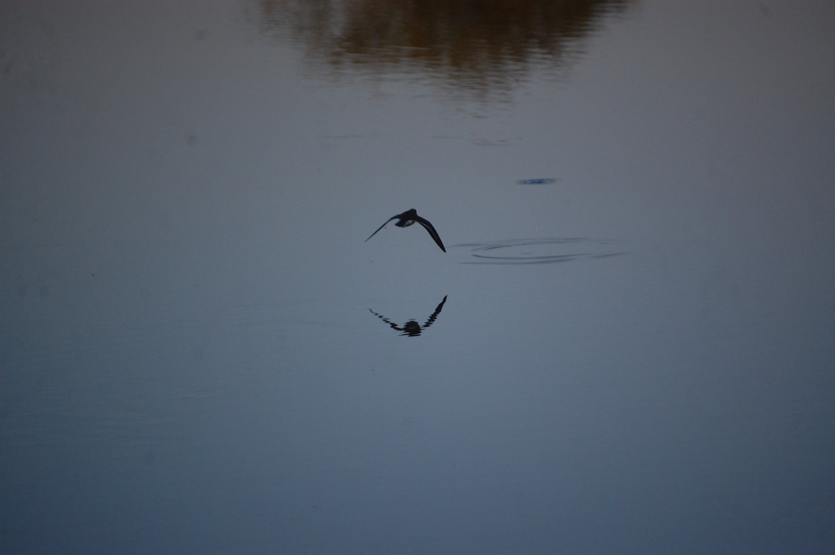 strandsnipe - ML647084373