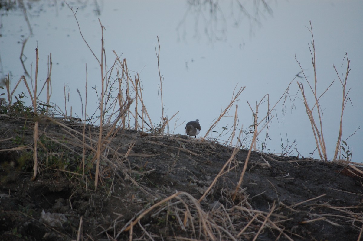 strandsnipe - ML647084374