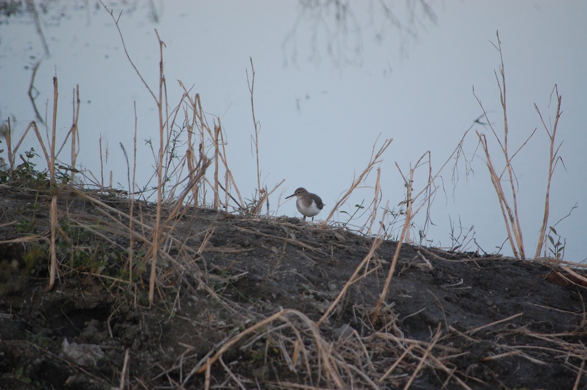 strandsnipe - ML647084375