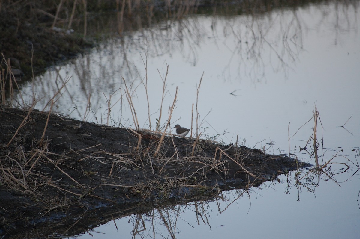 strandsnipe - ML647084376