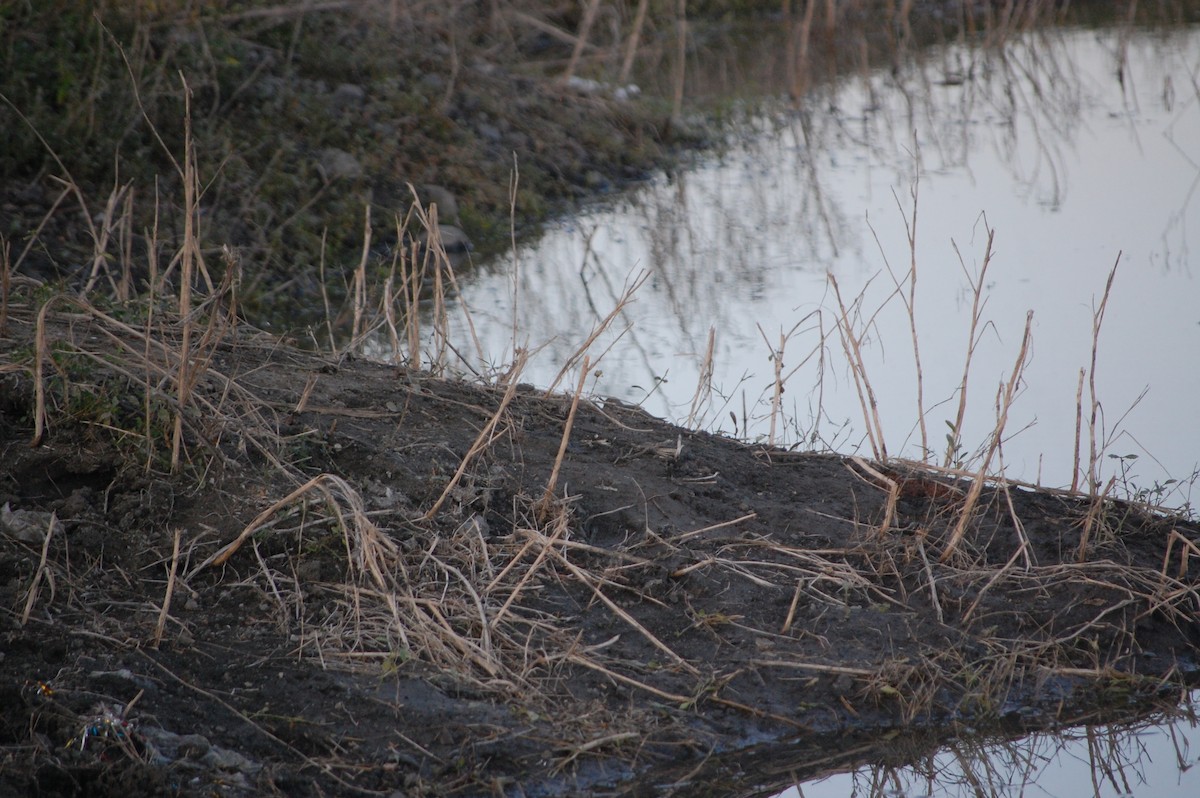 strandsnipe - ML647084377