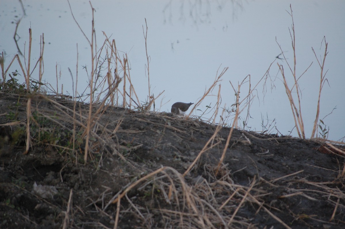 strandsnipe - ML647084378