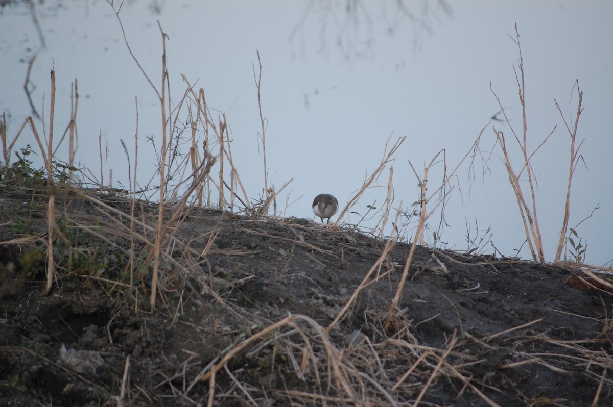 strandsnipe - ML647084379