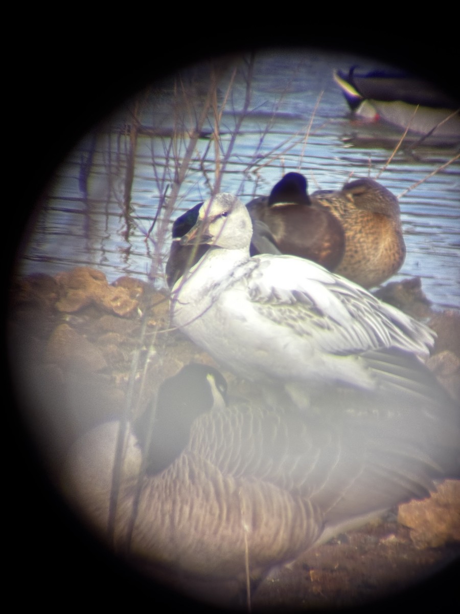 snøgås - ML647084380