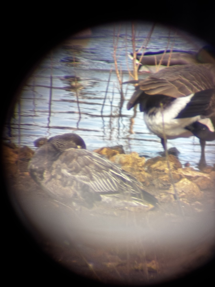 snøgås - ML647084381