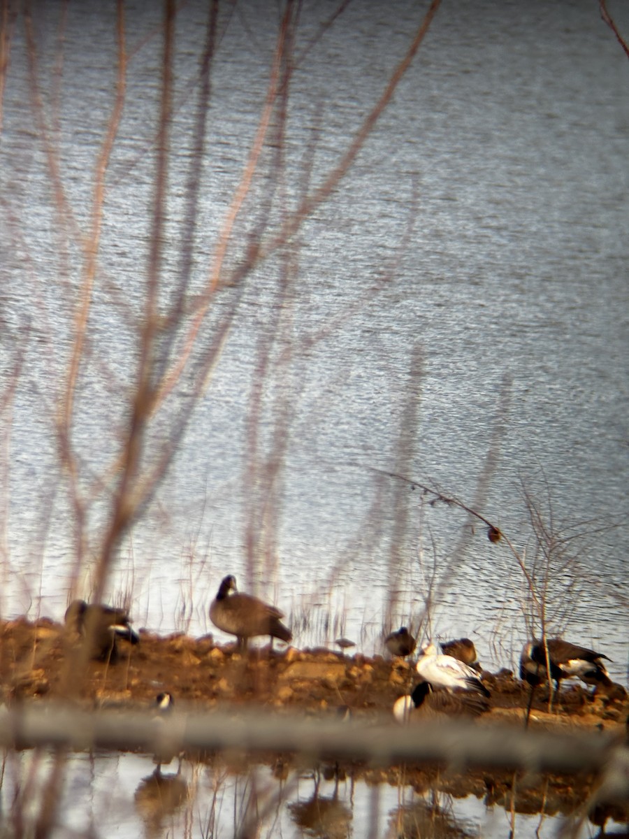 snøgås - ML647084382