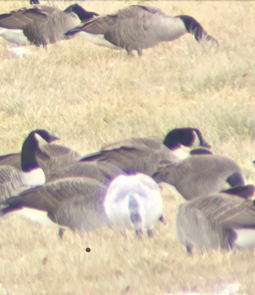 snøgås - ML647084383